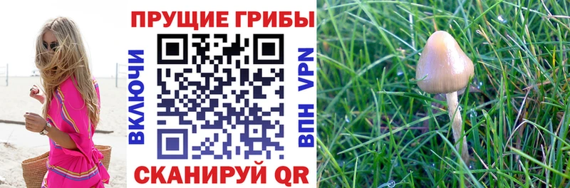 Купить закладки  Новоузенск  Галлюциногенные грибы MAGIC MUSHROOMS 